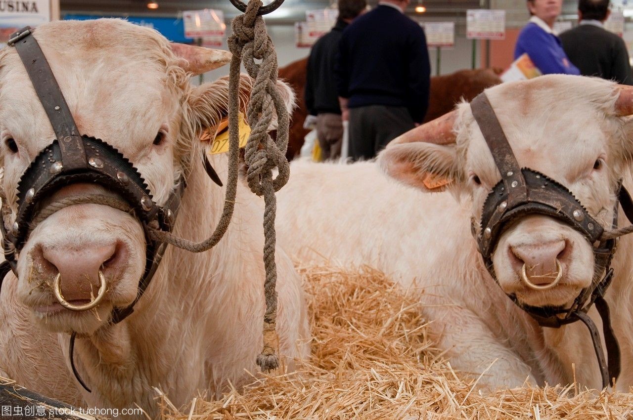 小牛肉產(chǎn)業(yè)鏈 從牧場到餐桌的全景解析